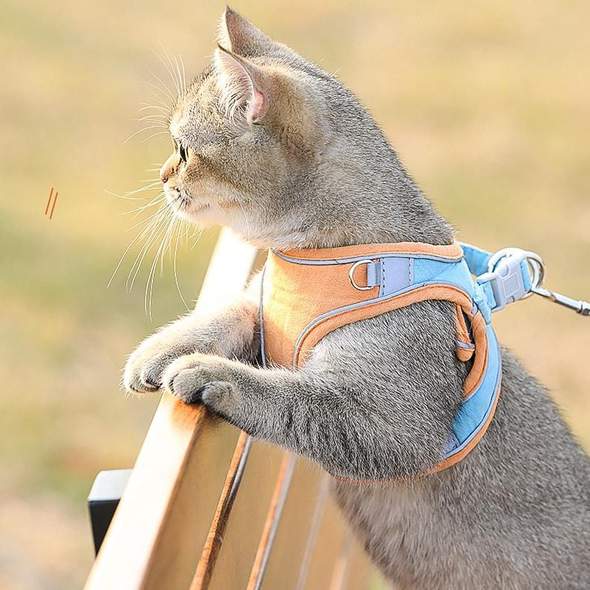 KATTEN HARNAS & RIEM