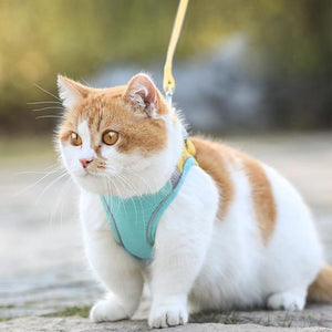 KATTEN HARNAS & RIEM