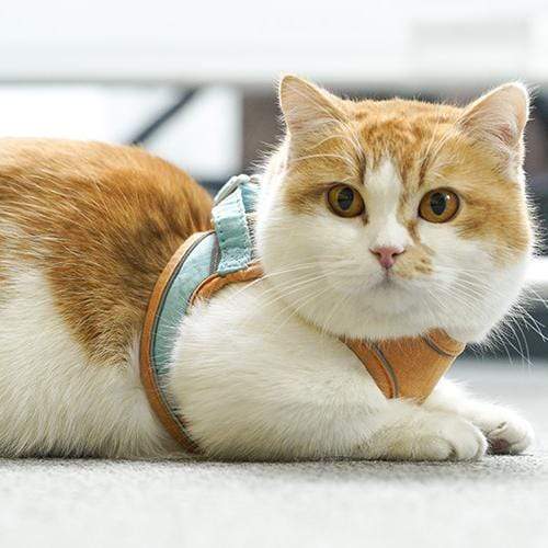 KATTEN HARNAS & RIEM
