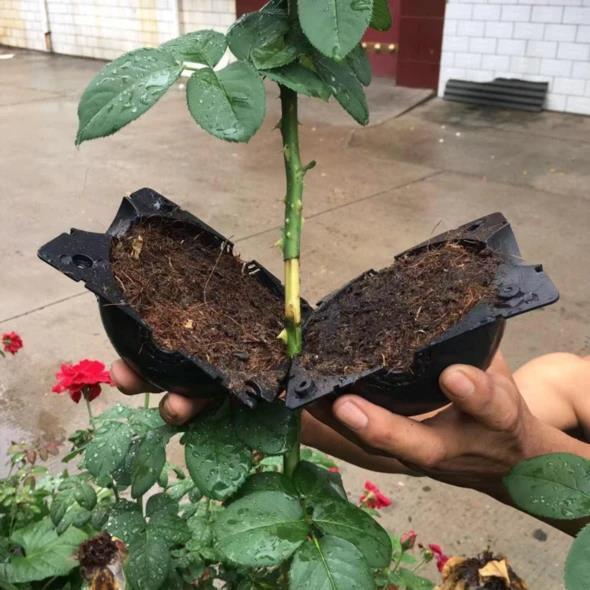 Planten-Stek Starter 'BioSphere Deluxe' (5 Stuks)