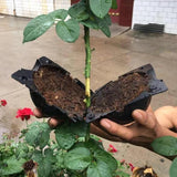 Planten-Stek Starter 'BioSphere Deluxe' (5 Stuks)