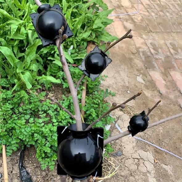 Planten-Stek Starter 'BioSphere Deluxe' (5 Stuks)