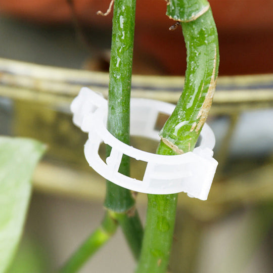Professionele Plantenclips (50 of 100 Stuks)