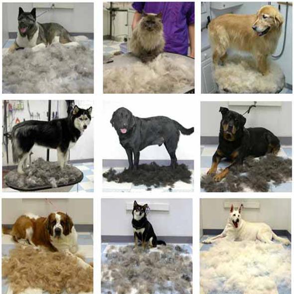 (Onder)Haar Dieren Kam - Voor minder Haren in Huis!