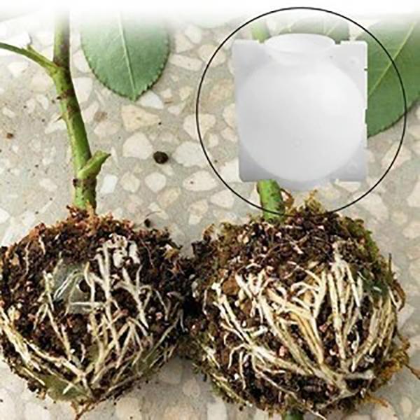 Planten-Stek Starter 'BioSphere Deluxe' (5 Stuks)