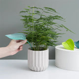 Grappige Bladeren Watergevers (3 Stuks)