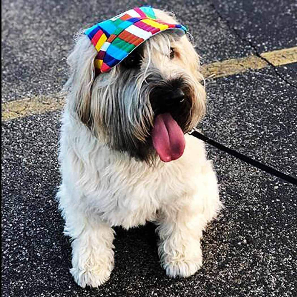 Honden Pet - Bescherm de Ogen van je Hond!