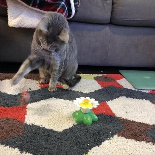 Interactieve Vogelspeelgoed voor Katten