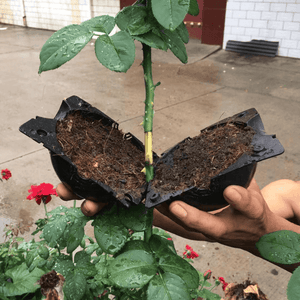 Groei-Boost Plantenvermeerderaar (5 Stuks)