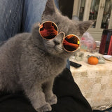 Stoere Honden & Katten Zonnebril