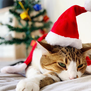 Schattige Honden Kerstmuts