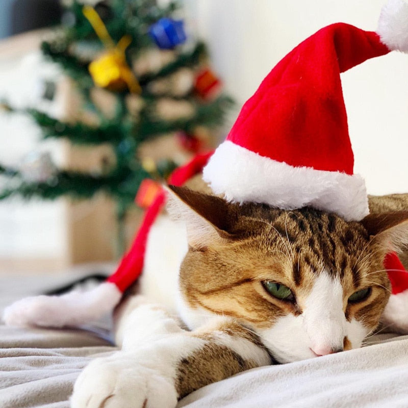 Schattige Honden Kerstmuts