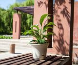Zelfwaterende Plantenpot