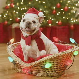 Schattige Honden Kerstmuts