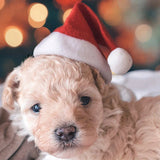 Schattige Honden Kerstmuts