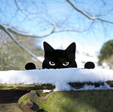 Grappige Katten Silhouetten