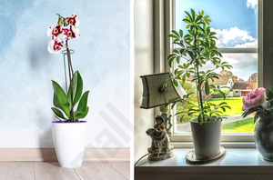 Indoor Planten Stabilisator (10 Stuks!)