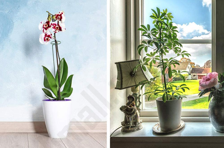 Indoor Planten Stabilisator (10 Stuks!)
