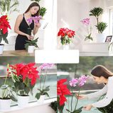 Indoor Planten Stabilisator (10 Stuks!)