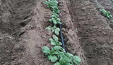 Complete Tuin Besproeiing Set 'Pro'