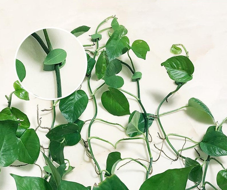 Blader Clips (10 Stuks!) - Ideaal voor klimplanten en kabels!