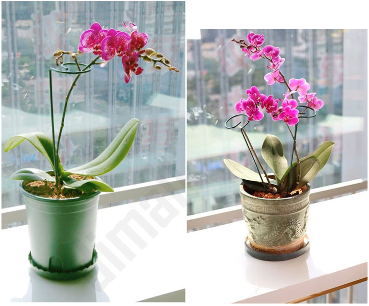 Indoor Planten Stabilisator (10 Stuks!)