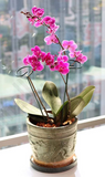 Indoor Planten Stabilisator (10 Stuks!)