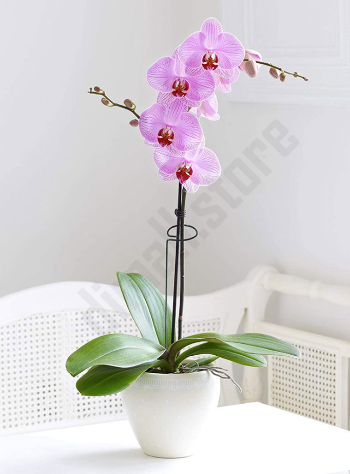 Indoor Planten Stabilisator (10 Stuks!)