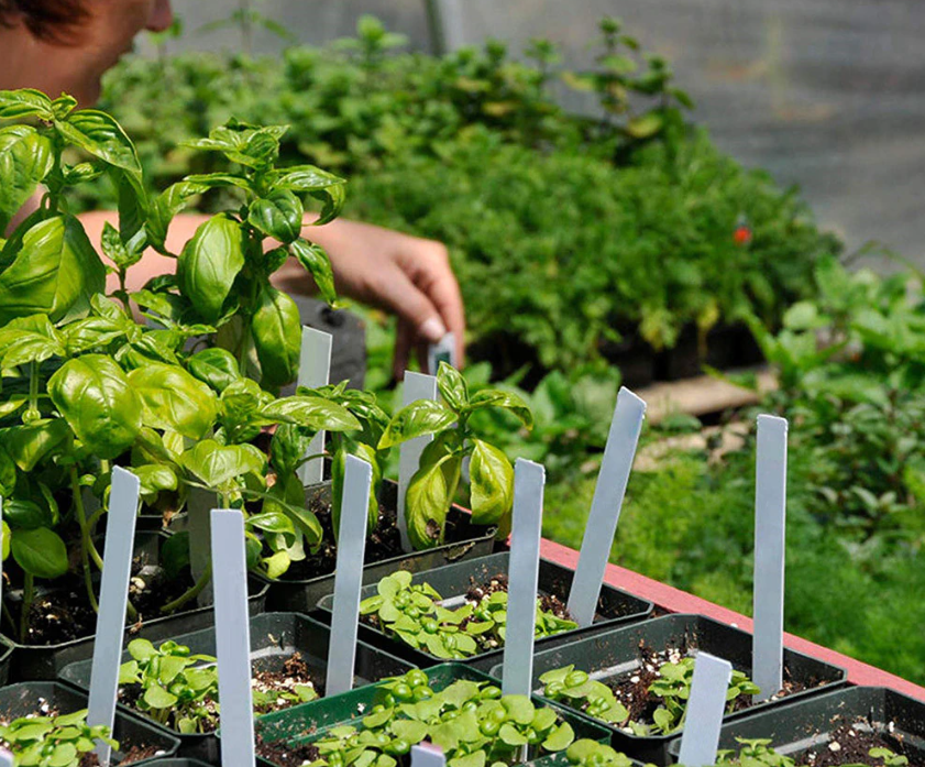 Mini Groei Kas (Voor Planten, Groenten, Fruit en meer!)