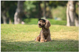 Honden Pet™ 2.0 - Bescherm de Ogen van je Hond!
