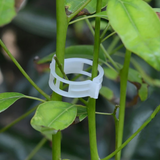 Planten Clips (50 of 100 Stuks)