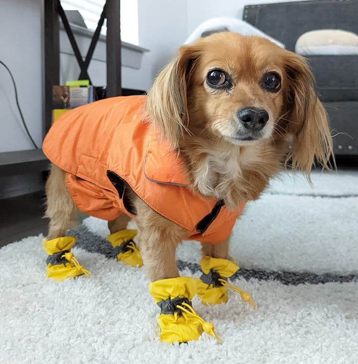 Waterdichte Isolerende Honden Schoentjes