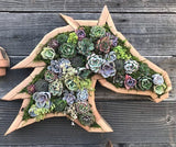 Groene Oase Houten Plantenbak