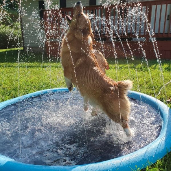 HAPPY SPLASH™ | HUISDIEREN WATER SPEELPLEZIER