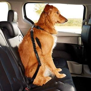 Honden Autogordel 'StaySafe'