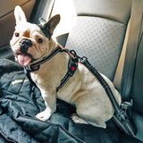 Honden Autogordel 'StaySafe'