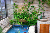 Planten Klimwand “DIY” 10 Stuks (Tijdelijk 50% Korting)